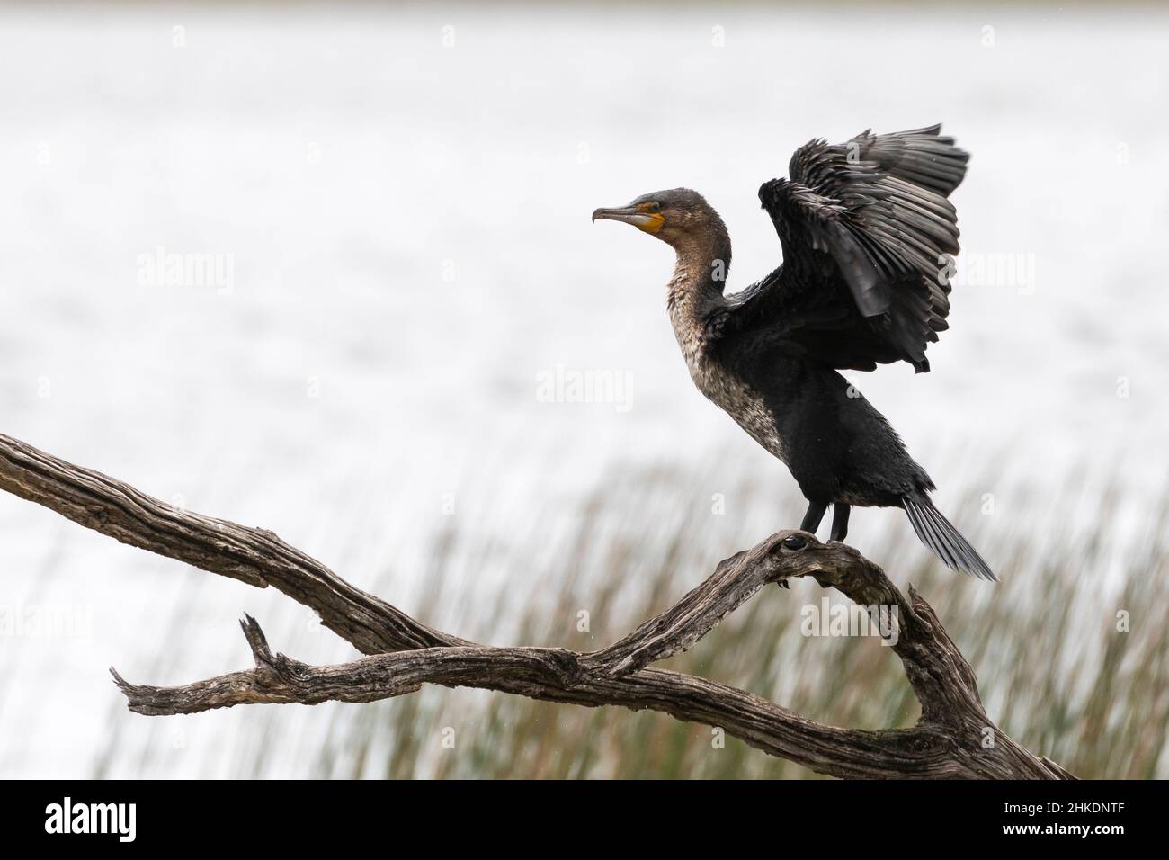 White-breasted Cormorant  (Phalacrocorax  lucidus) in rain, Rondevlei, Wilderness, Western Cape, South Africa Stock Photo