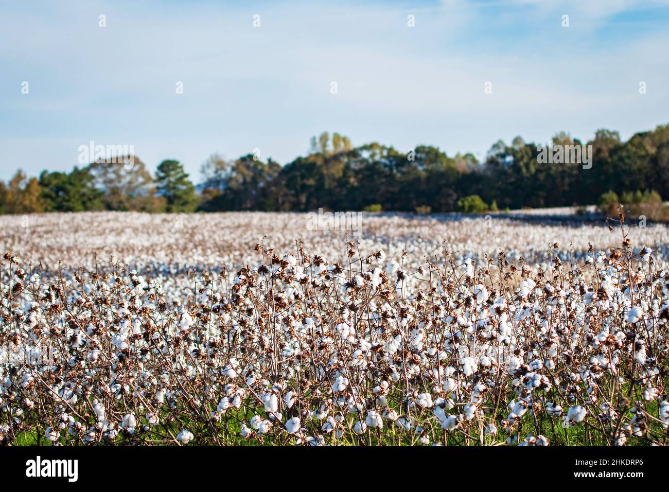 Field of defoliated cotton, ready for harvest, in northcentral Alabama