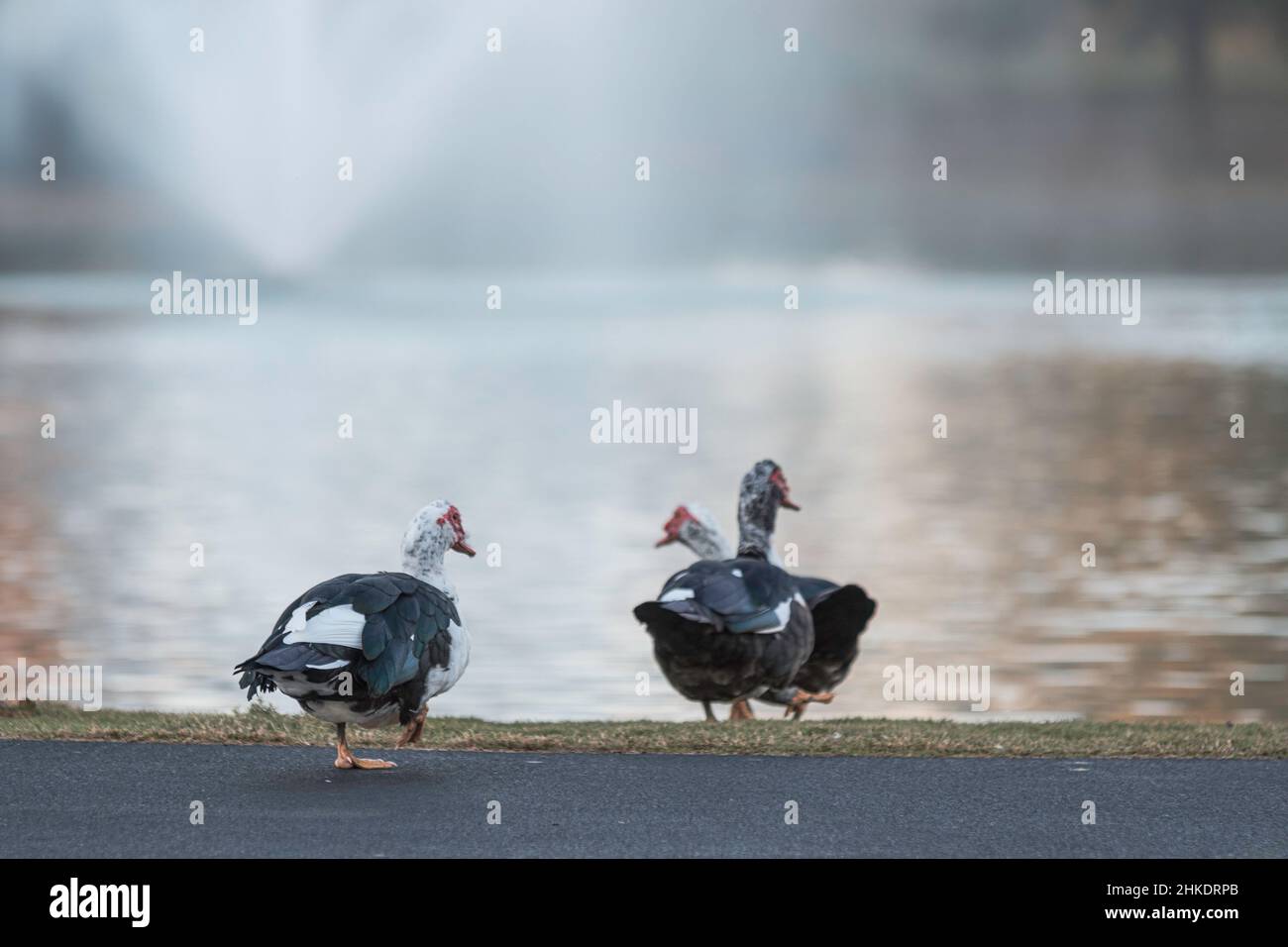 Muscovy ducks (Cairina moschata) walking to the water with negative space above. Stock Photo