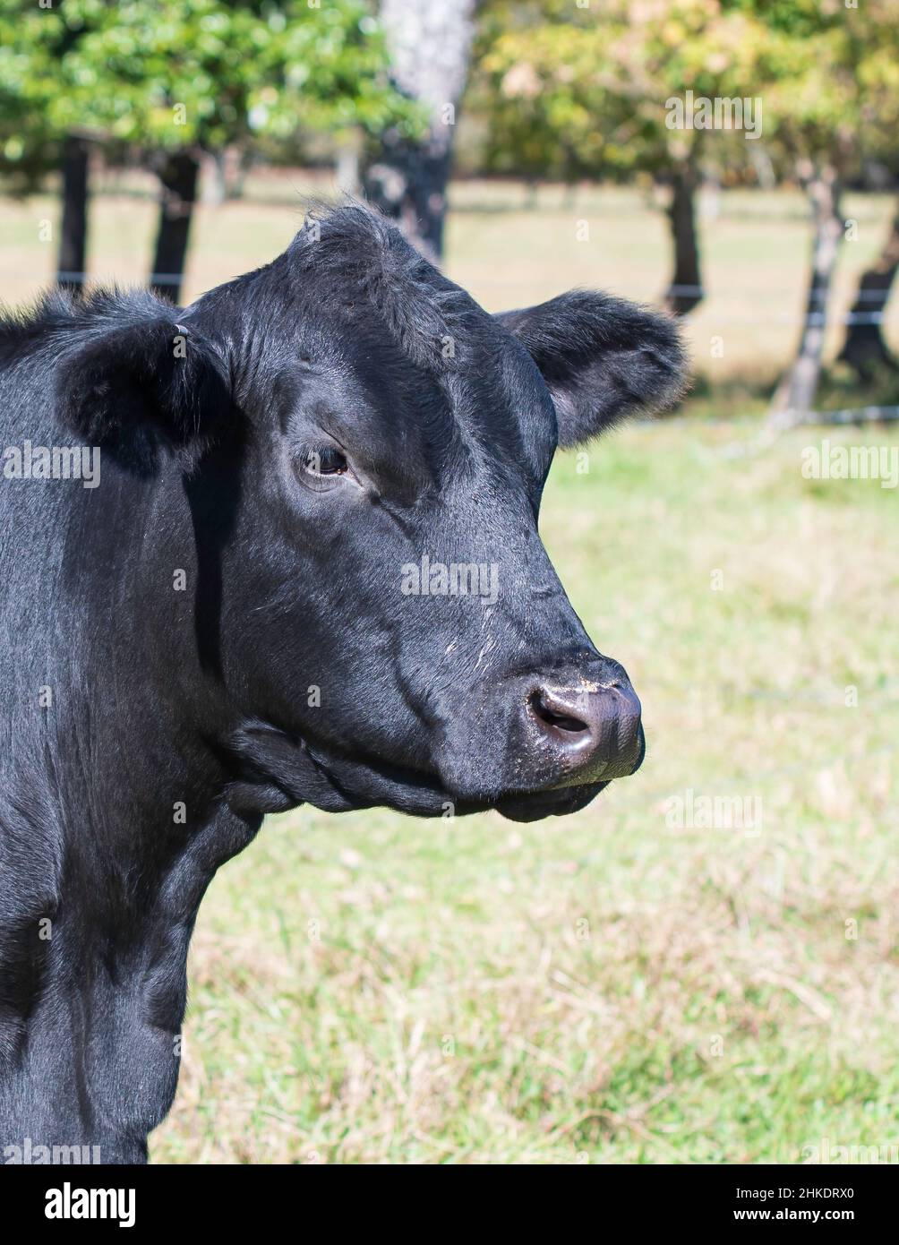 Black Angus cow with brucellosis tag in portrait format Stock Photo - Alamy