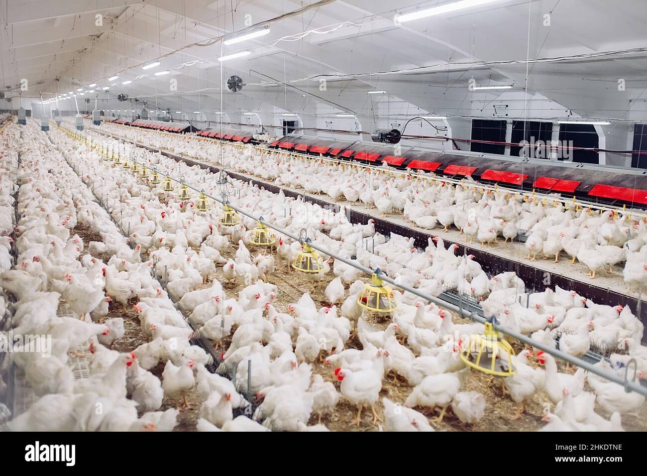 Indoors chicken farm, chicken feeding Stock Photo Alamy