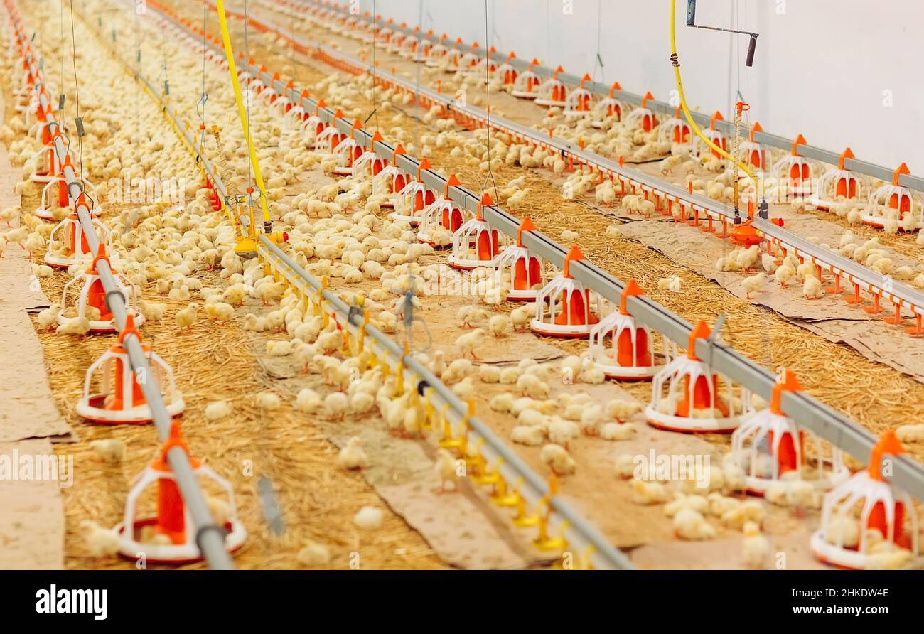 Indoors chicken farm, chicken feeding Stock Photo Alamy
