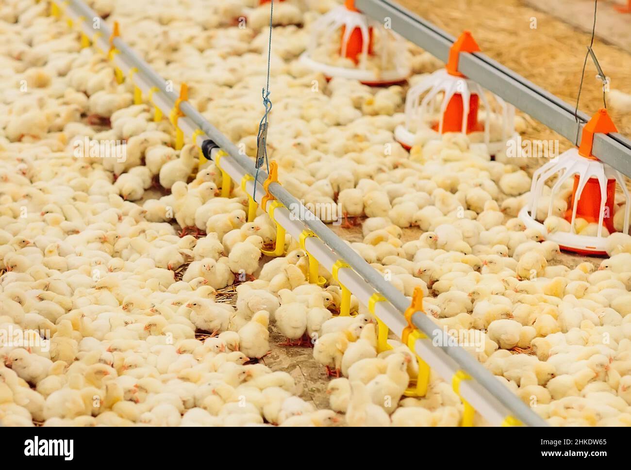 Indoors chicken farm, chicken feeding Stock Photo