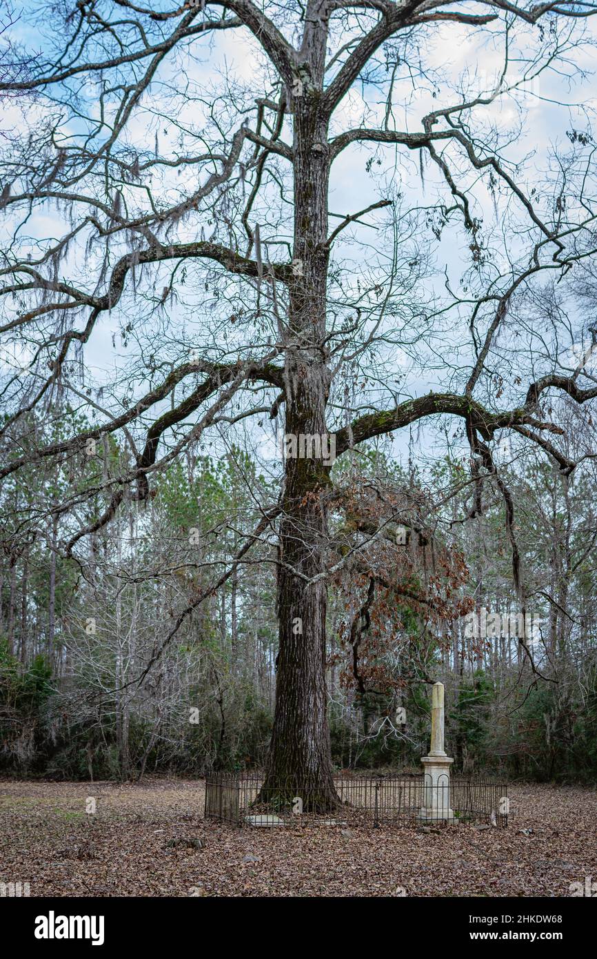 Orrville, Alabama, USA Jan. 26, 2021 Large tree next to graves