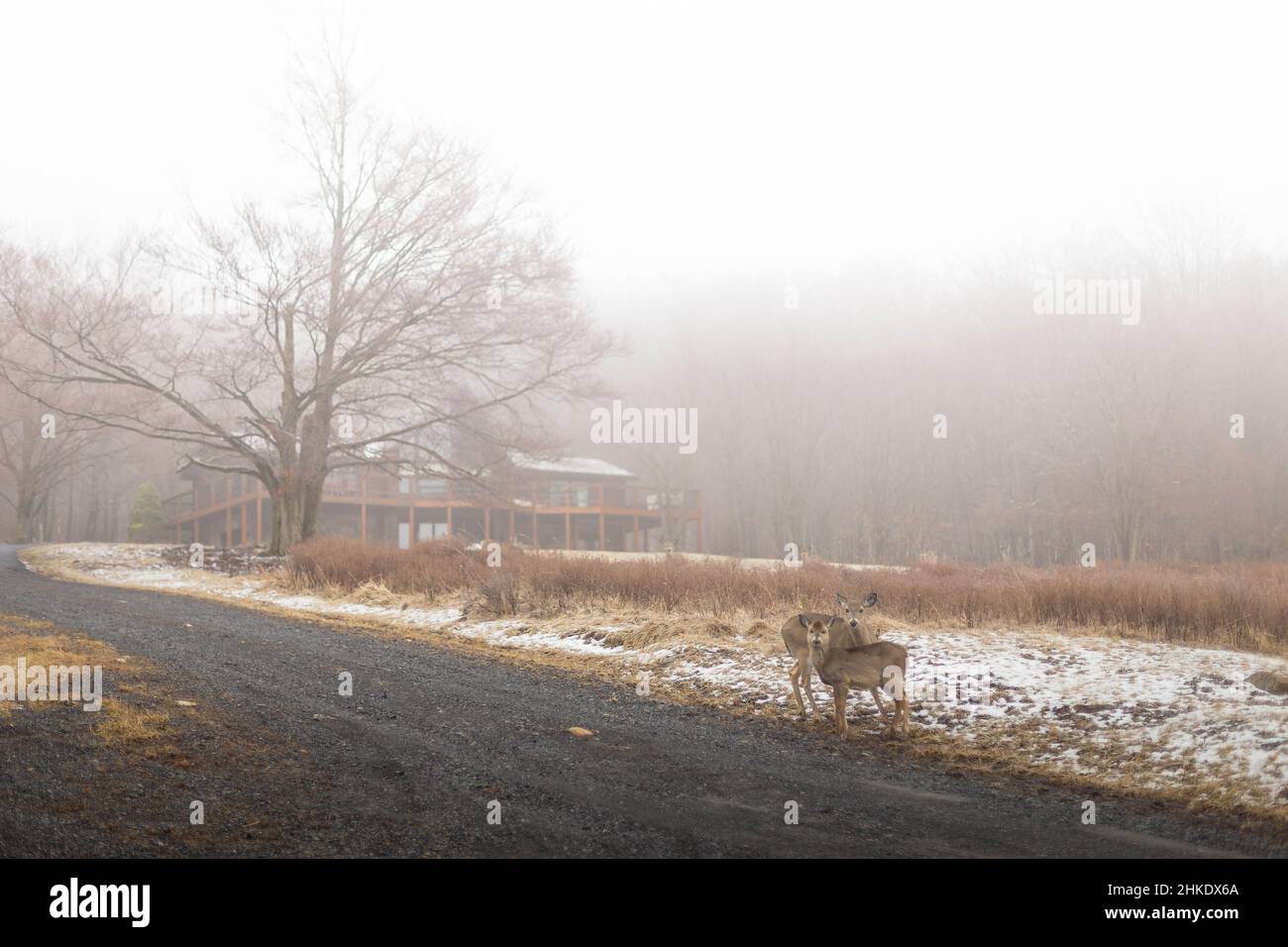 Icey Setting Icey trees hi-res stock photography and images - Alamy