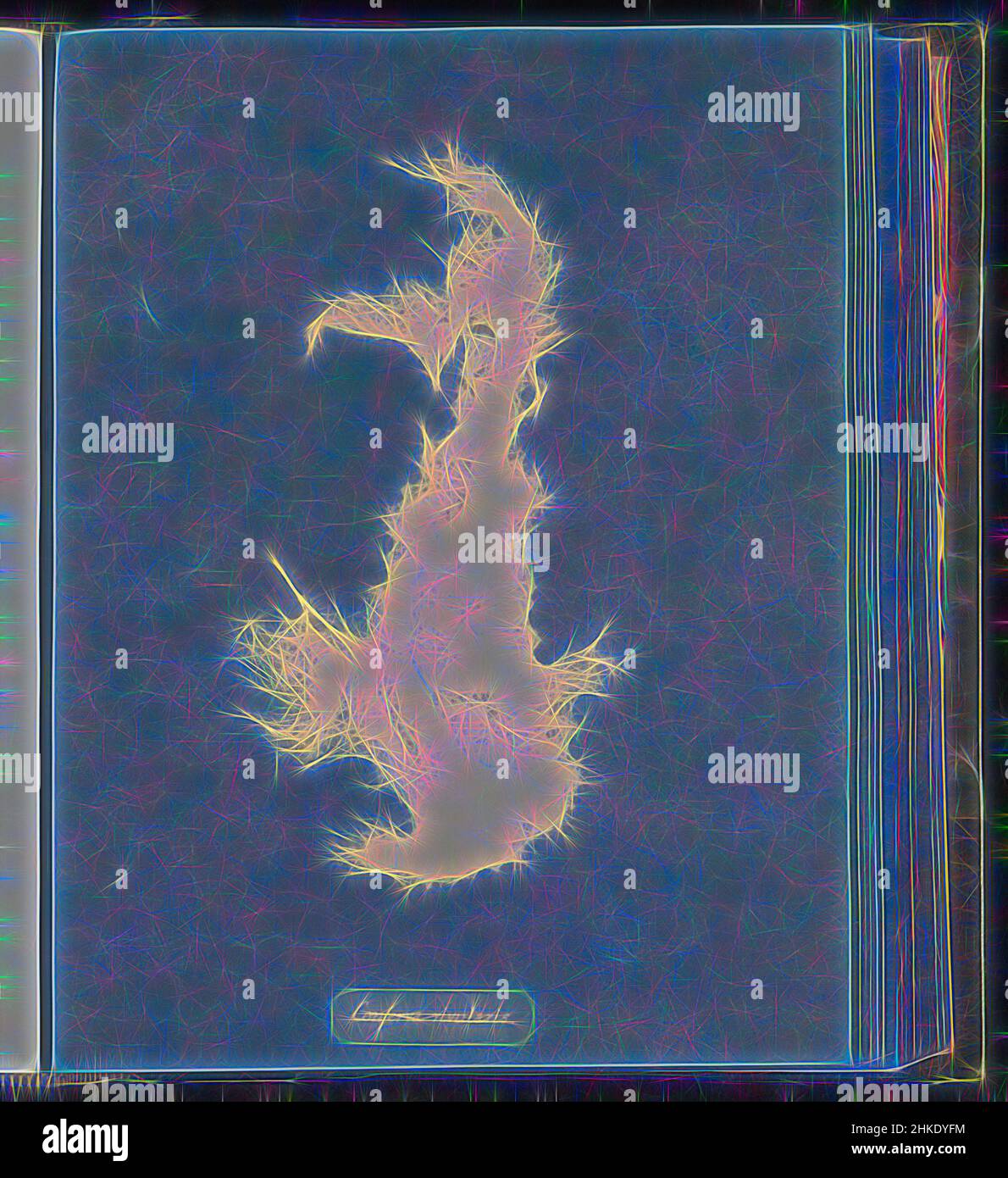 Inspired by Conferva rivularis, Anna Atkins, United Kingdom, c. 1843 ...