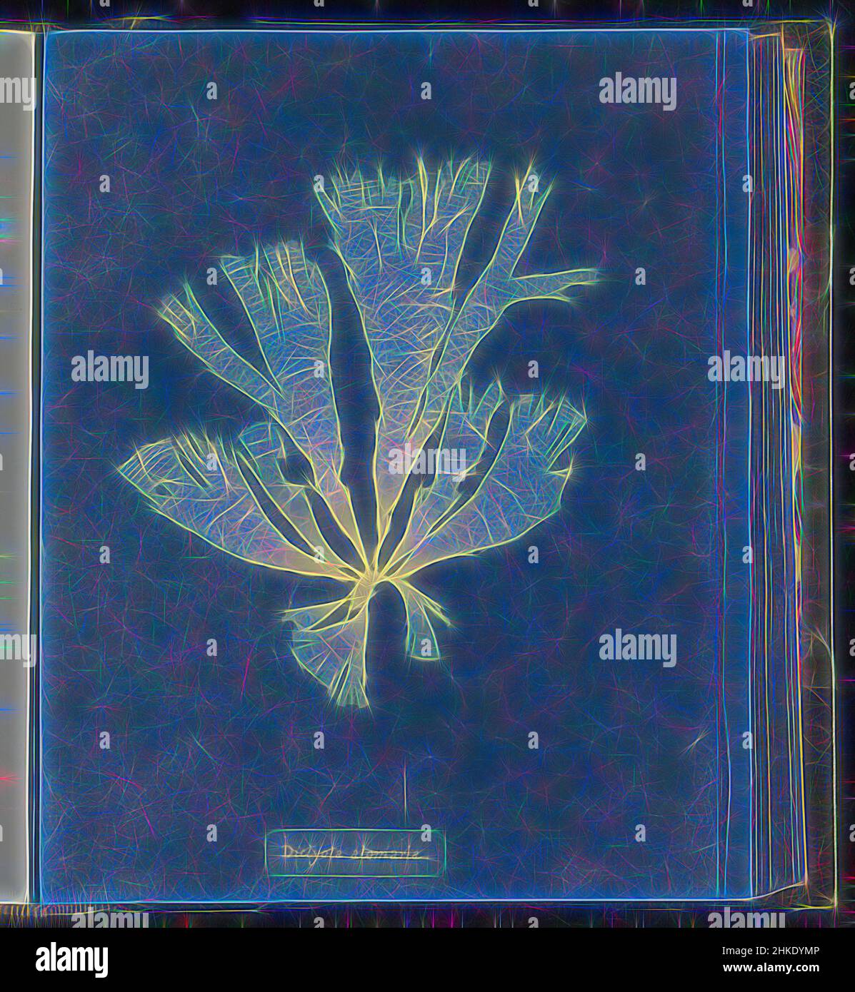 Inspired by Dictyota atomaria, Anna Atkins, United Kingdom, c. 1843 - c. 1853, cyanotype, height 250 mm × width 200 mm, Reimagined by Artotop. Classic art reinvented with a modern twist. Design of warm cheerful glowing of brightness and light ray radiance. Photography inspired by surrealism and futurism, embracing dynamic energy of modern technology, movement, speed and revolutionize culture Stock Photo