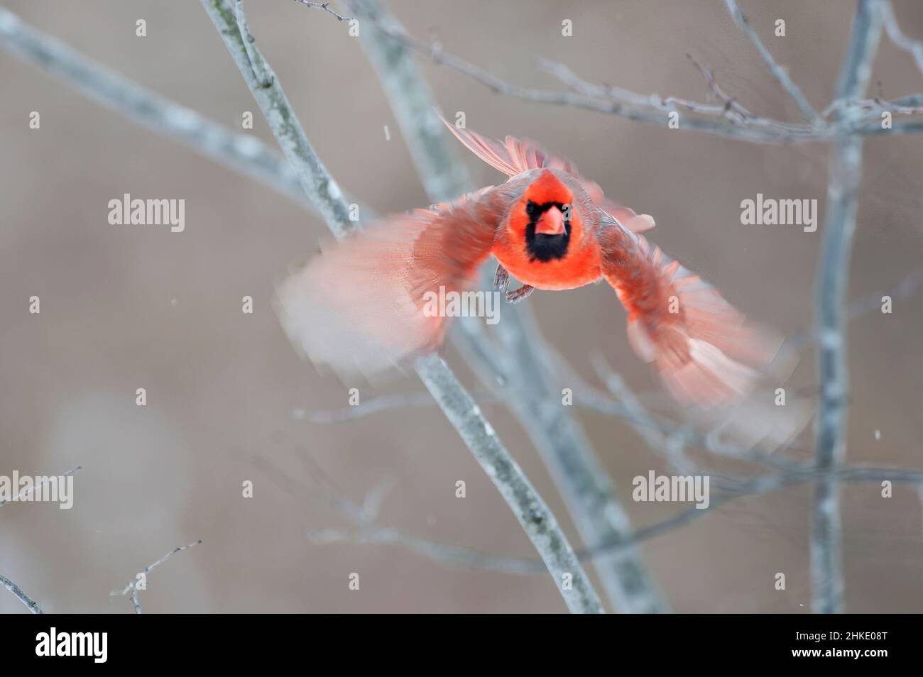 Northern cardinal flight i Stock Photo - Alamy