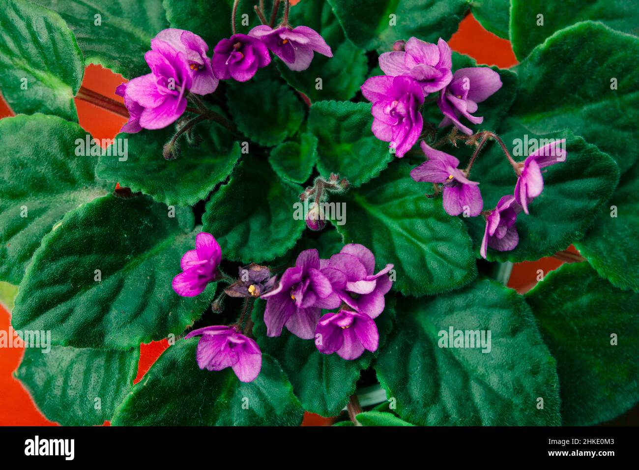 Streptocarpus Flowering Plant . African Violet Flowers in Bloom . Flowers and Green Leaves Stock Photo