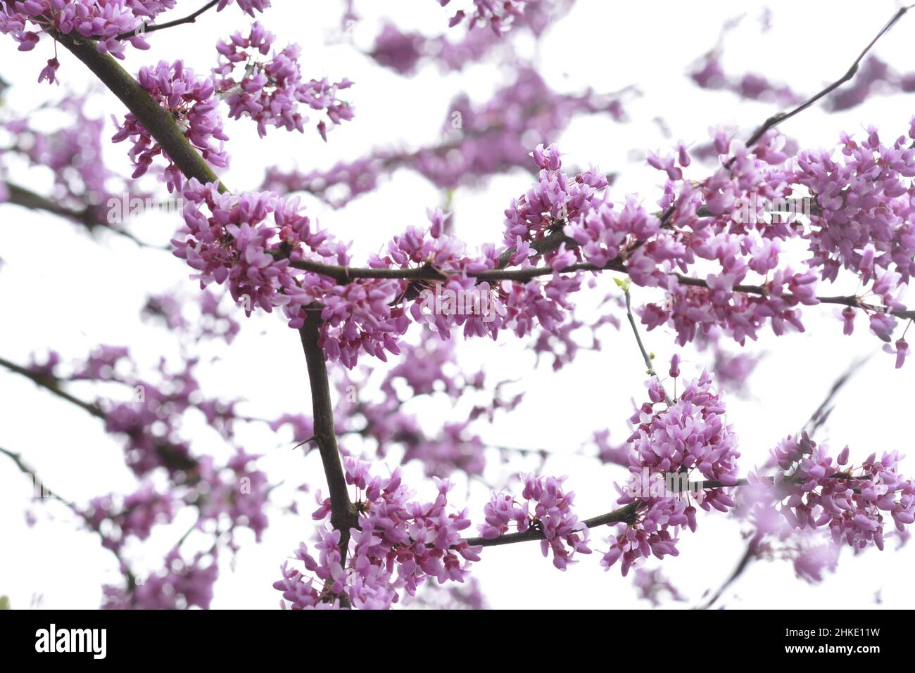 Eastern Redbud (cercis canadensis) Tree In Bloom in Arkansas Stock