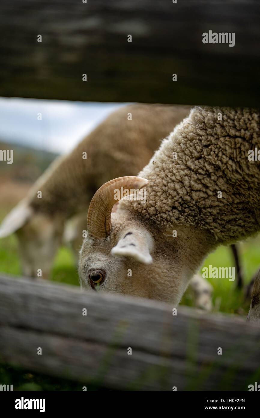Vertical shot of a sheep grazing in a grassland Stock Photo - Alamy
