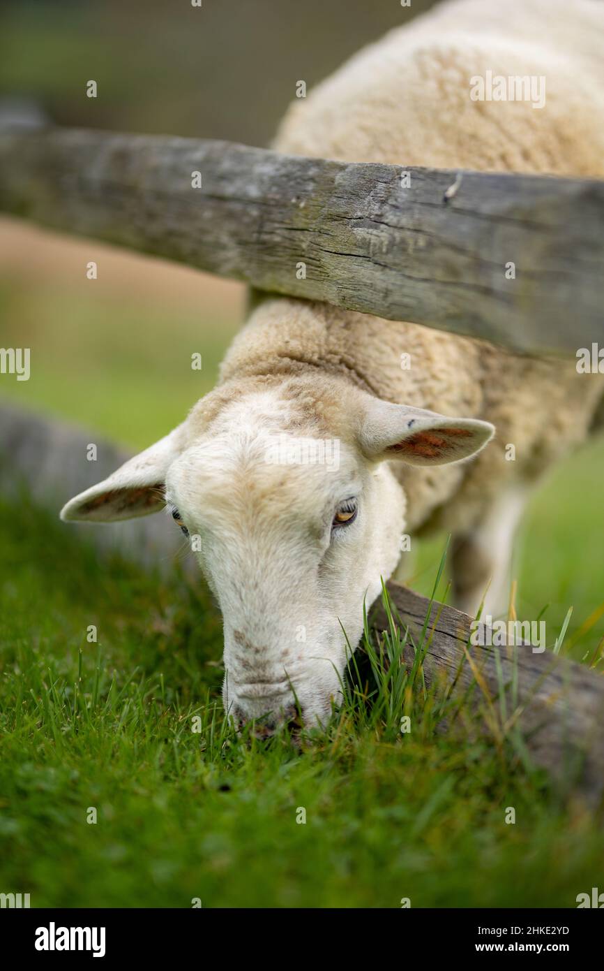 Vertical shot of a sheep grazing in a grassland Stock Photo - Alamy