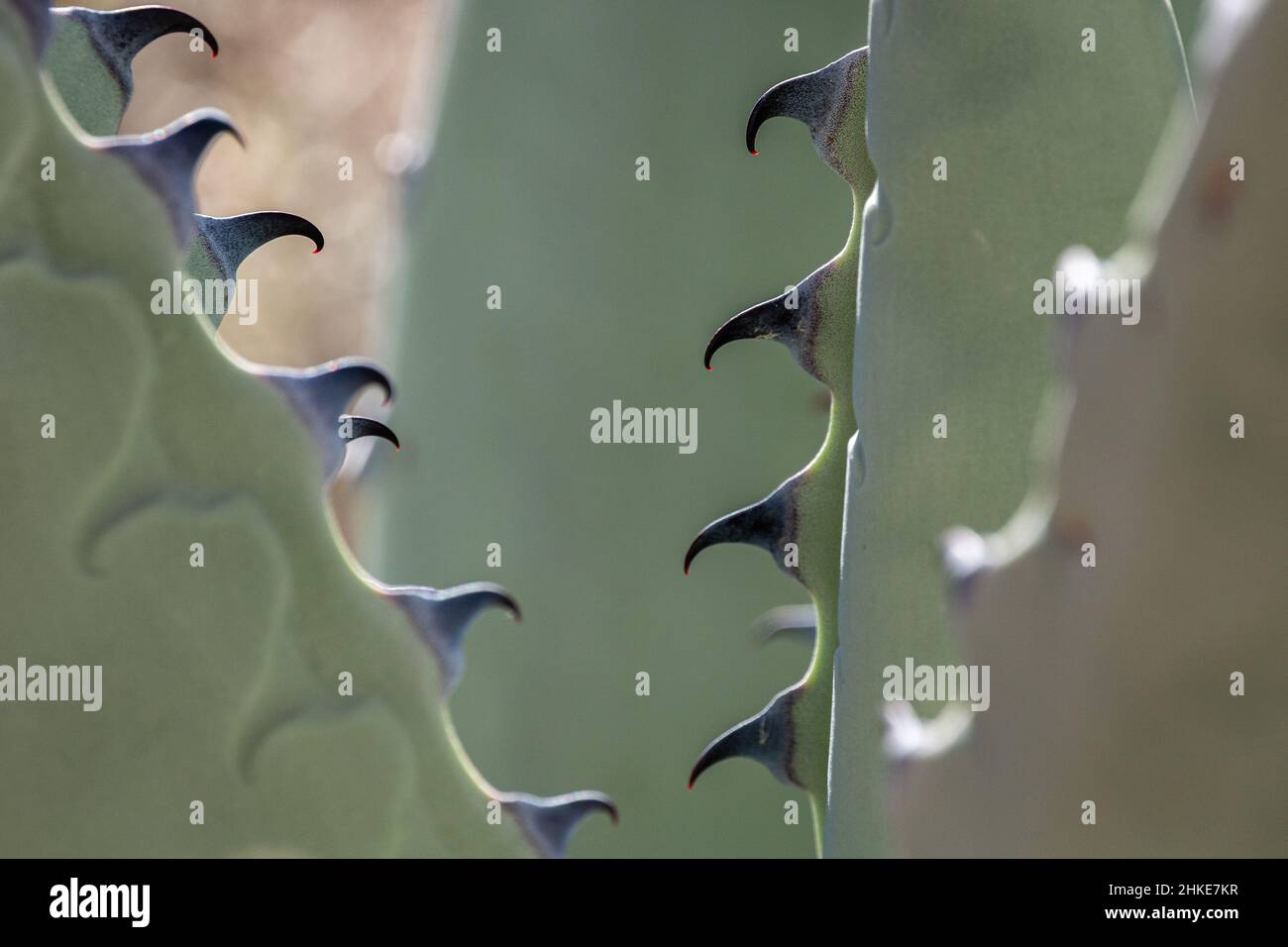 Tiny red droplets hang from the reflexed teeth of an Havard agave. Stock Photo