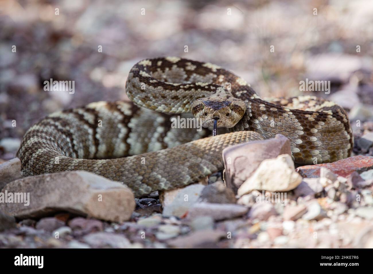 A Northern black-tailed rattlesnake--the most common rattlesnake in Big Bend National Park--lies coiled and ready to strike. Stock Photo