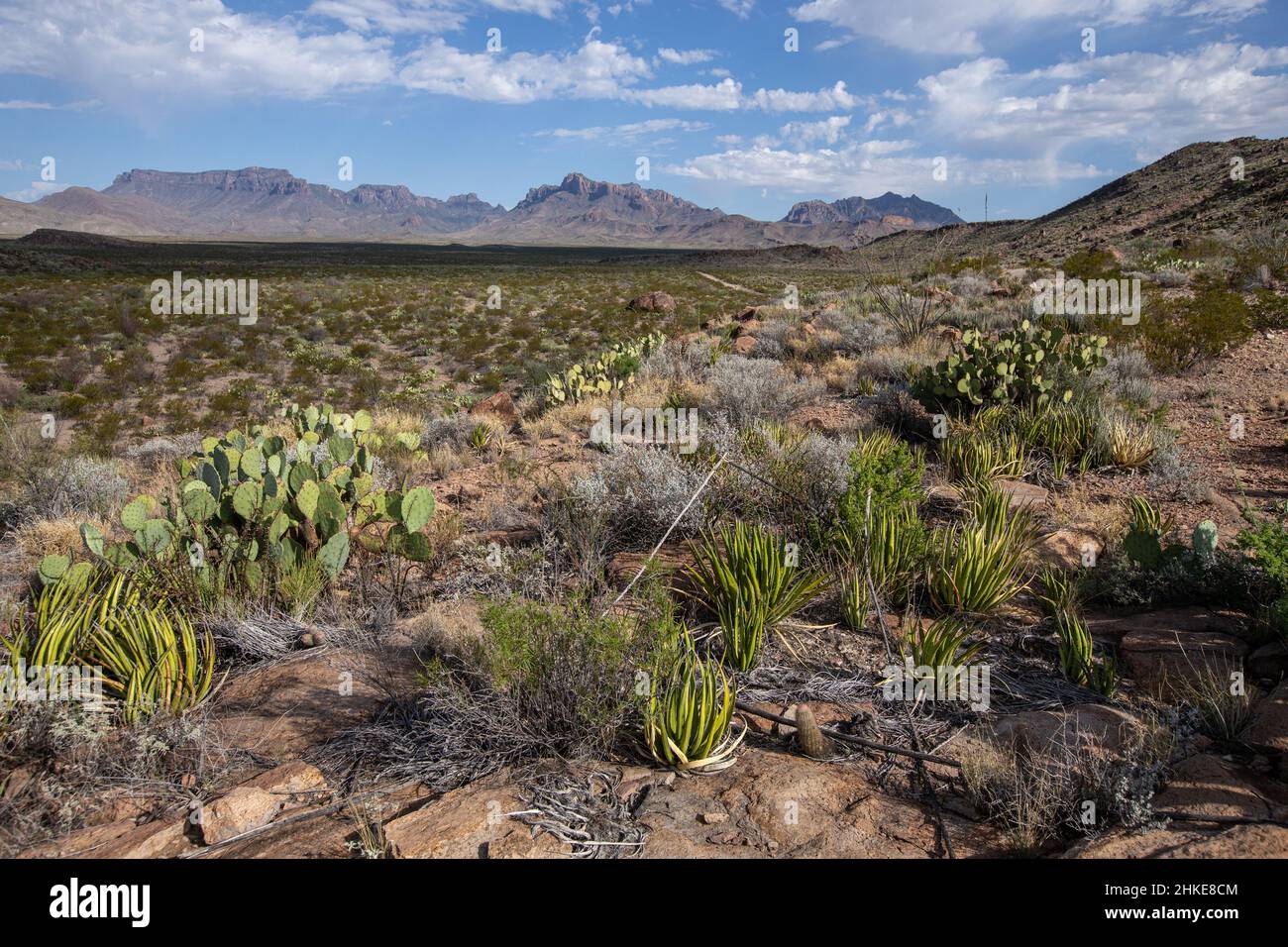 Chihuahuan Desert scrub of lechuguilla, cacti, and creosote stretch for miles to the base of the Chisos Mountains in the distance. Stock Photo