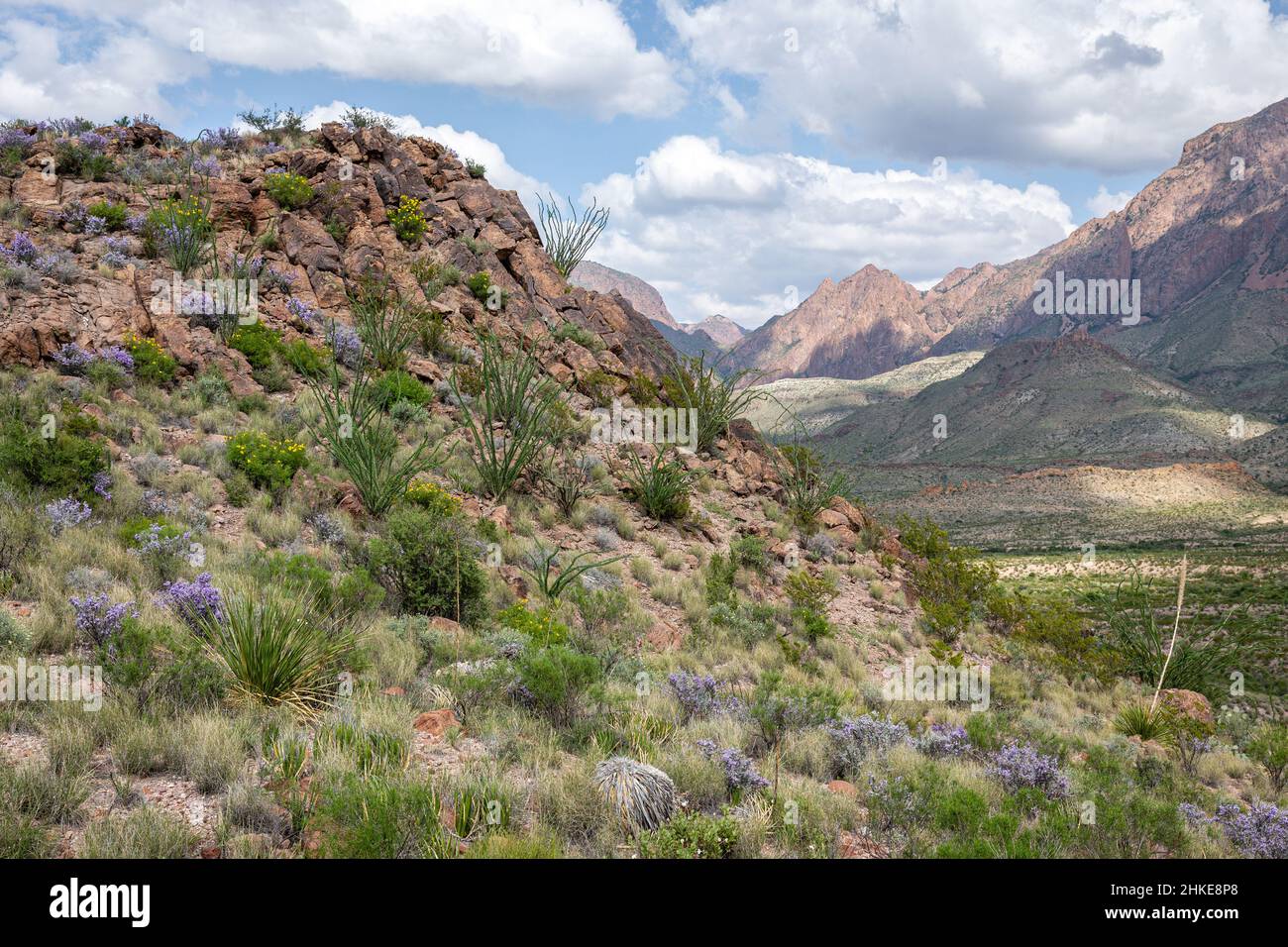 The desert turns green and wildflowers bloom during the summer monsoons in the Chihuahuan Desert. Stock Photo