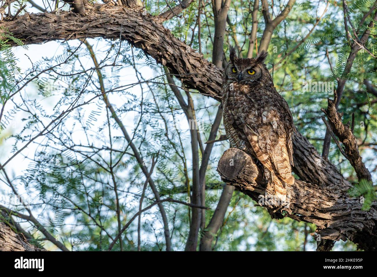 A Great Horned Owl perches in a mesquite trail near the Rio Grande, Texas. Stock Photo