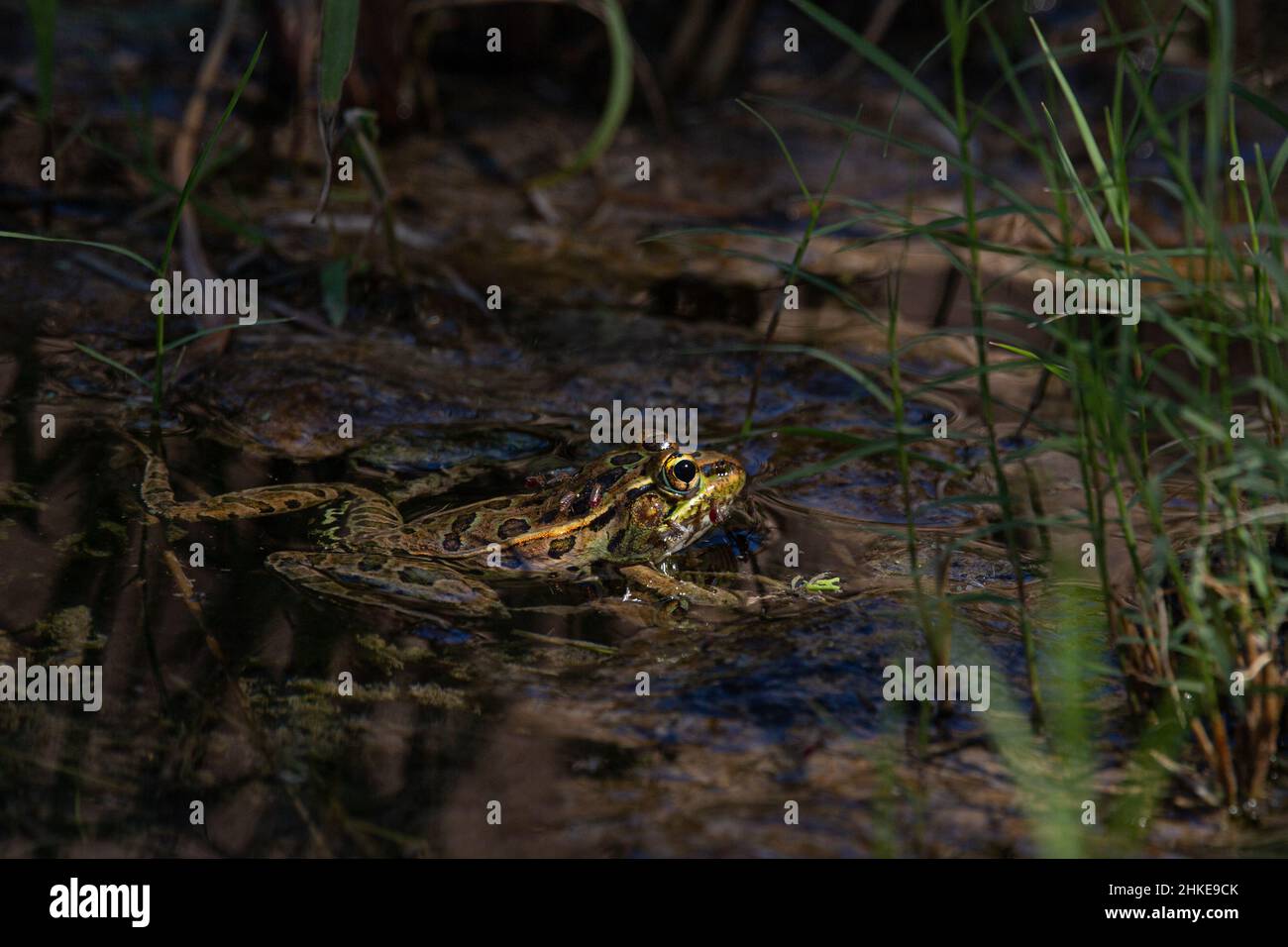 Leopard Frog with mosquitos Stock Photo