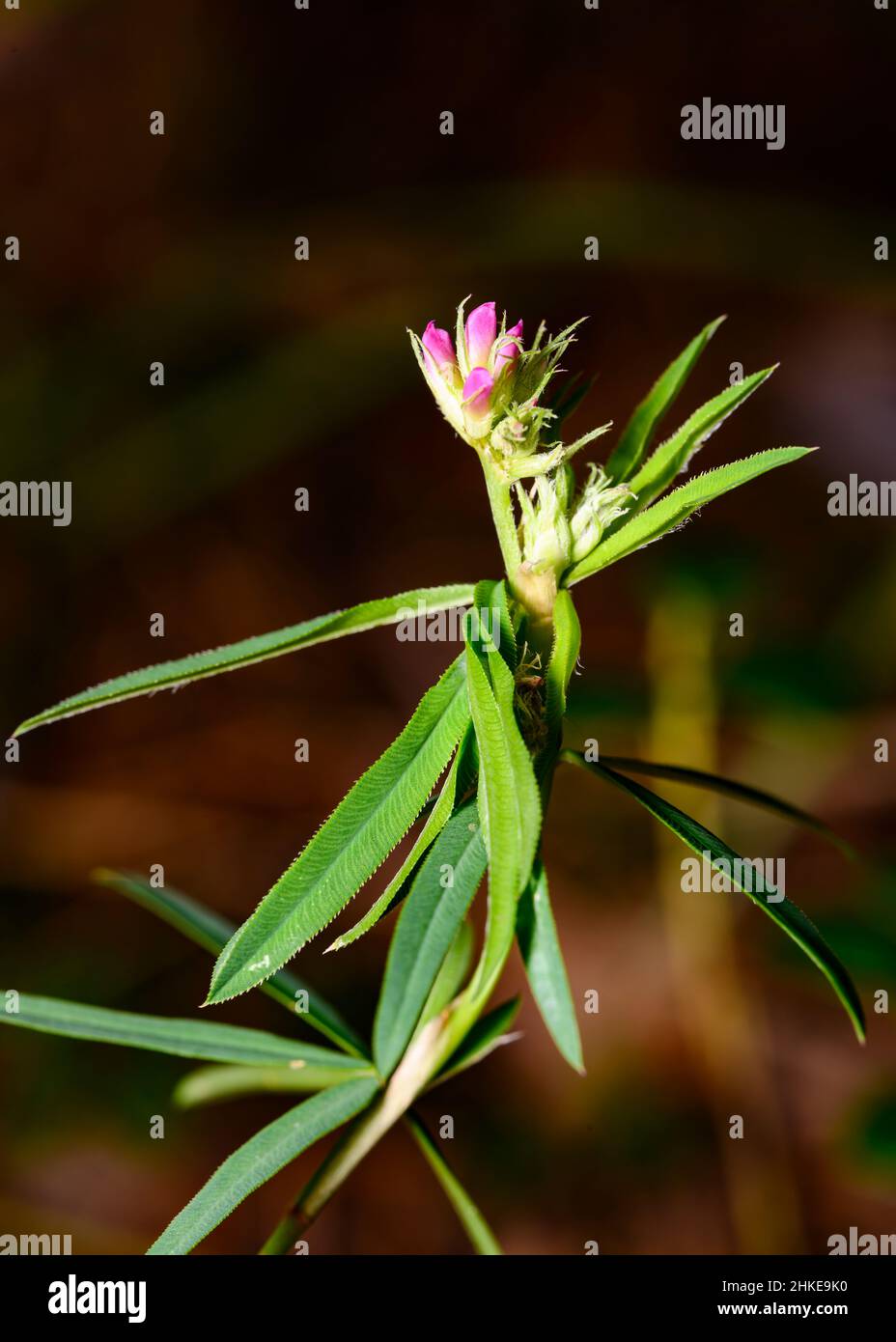A blooming pink flower of a forest shrub Stock Photo - Alamy