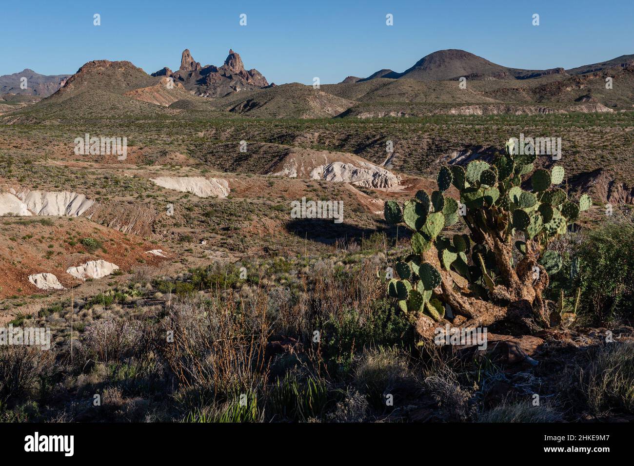 Mule Ears Trail leads through the Chihuahuan Desert to a small spring. Stock Photo