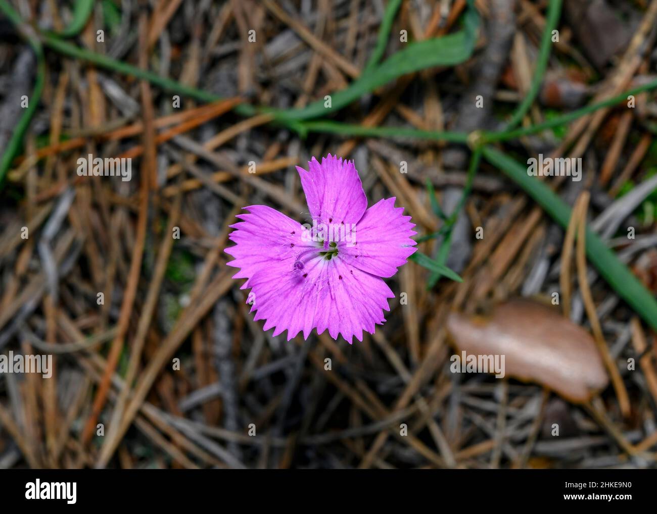 Purple forest flower hi-res stock photography and images - Alamy