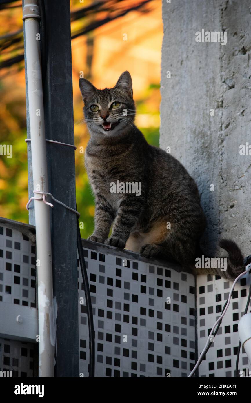 Photo of domestic cat (pet) in closed plan, with a fixed and cute look. Real animal in a real situation. Stock Photo