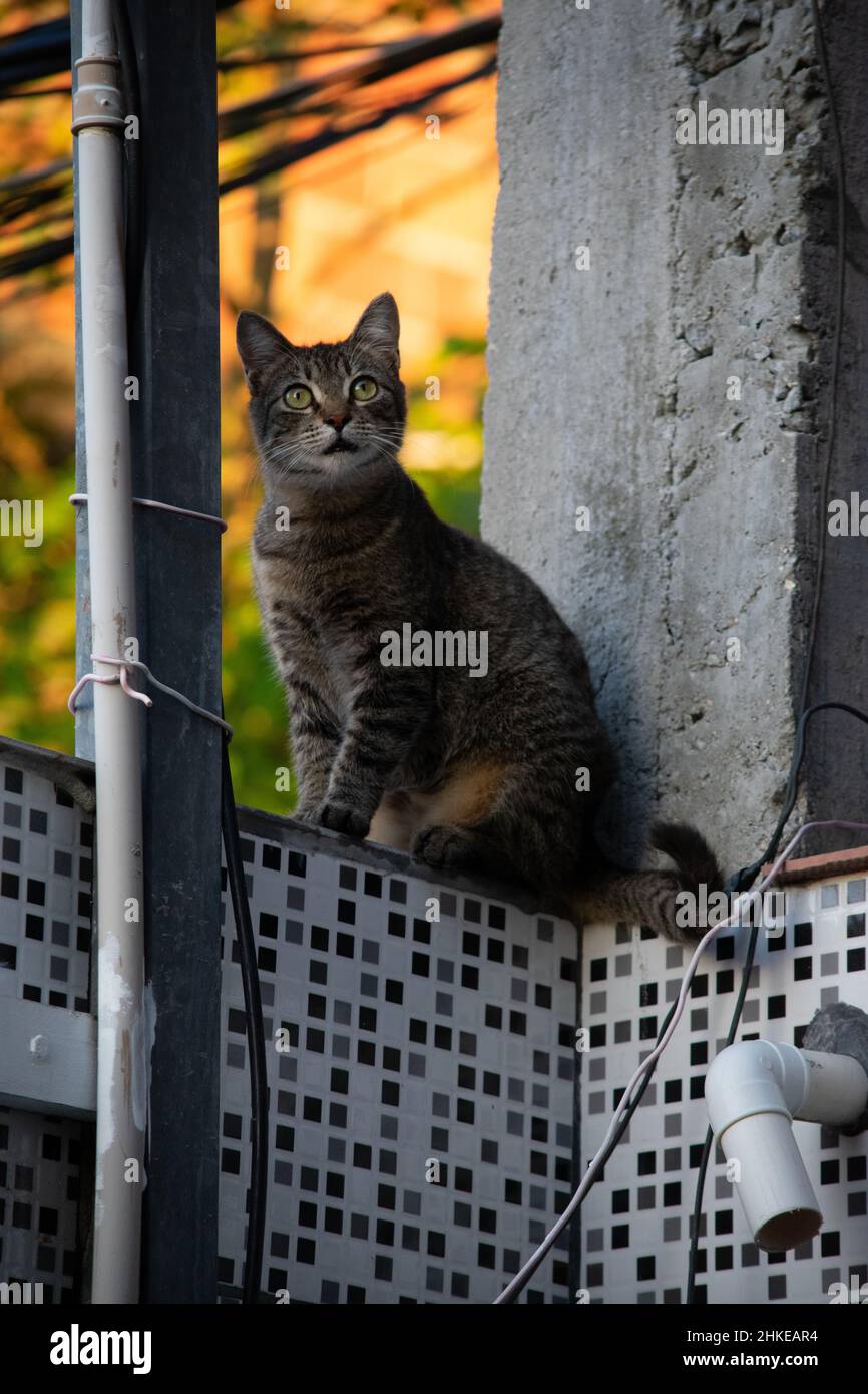 Photo of domestic cat (pet) in closed plan, with a fixed and cute look. Real animal in a real situation. Stock Photo