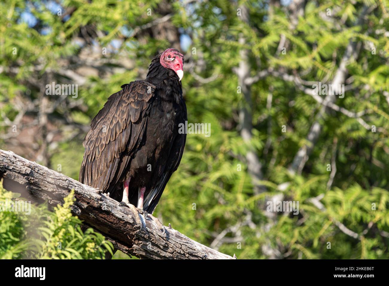 A solitary turkey vulture roosts on a dead branch. Stock Photo