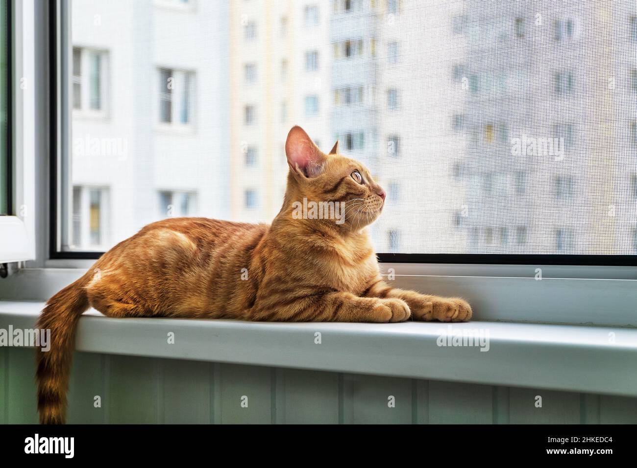 Close-up of small red tabby kitten lies on windowsill in summer. Anti-mosquito anti-vandal anti-cat protective net. Selective focus. Stock Photo