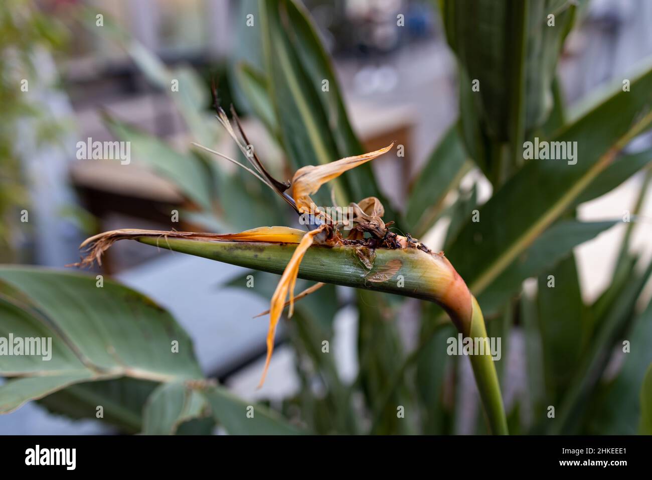 Strelitzia flower withered in winter with green garden background Stock Photo