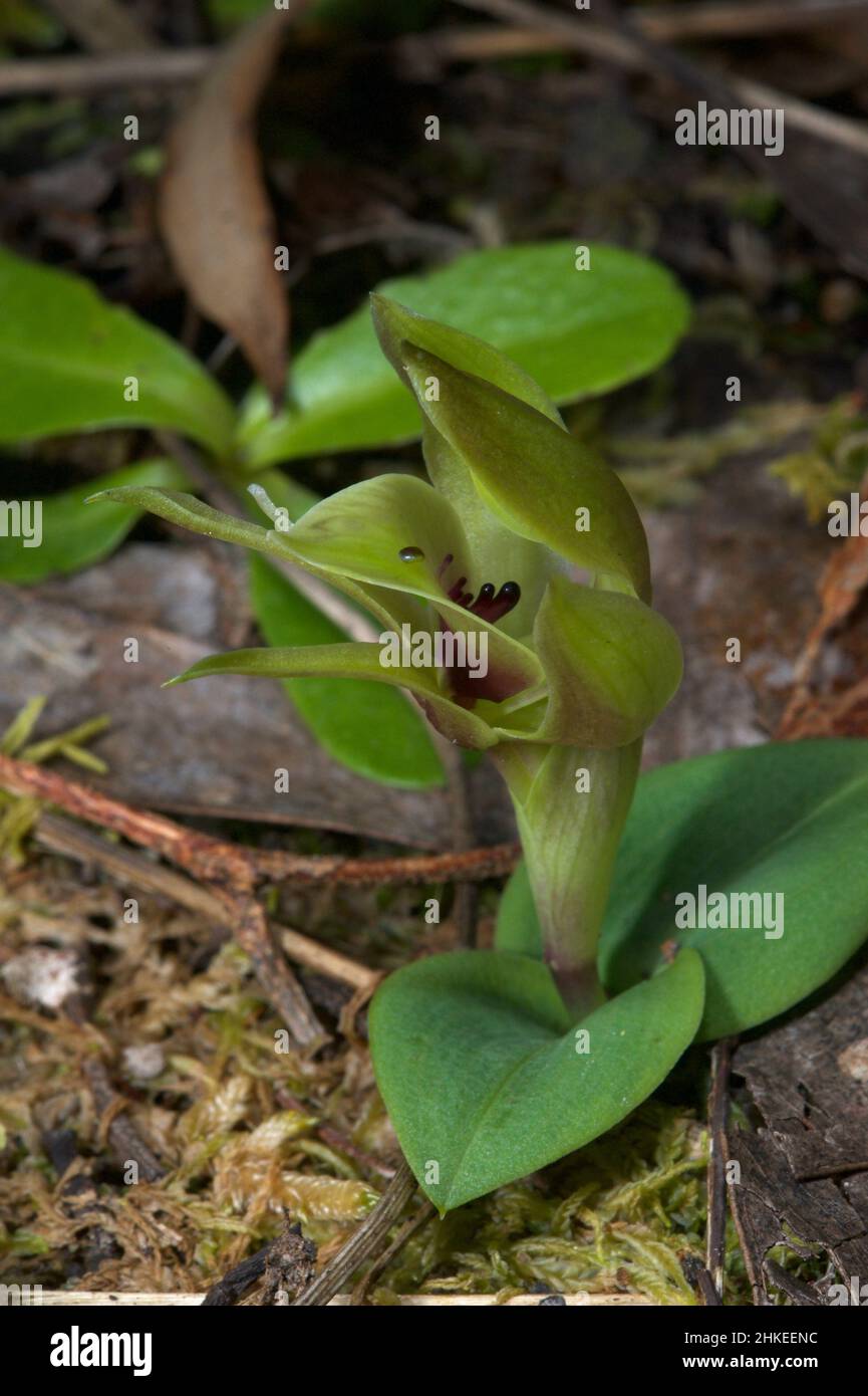 Bird Orchids are fairly common in Victoria, but this Green Bird Orchid (Chiloglottis Cornuta) is quite rare. Found at Hochkins Ridge Flora Reserve. Stock Photo