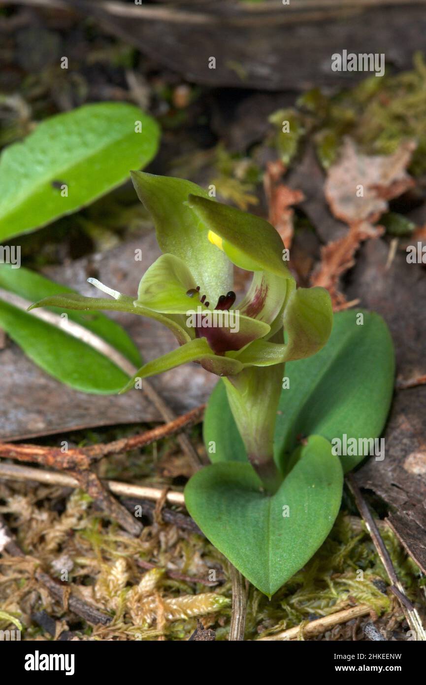 Bird Orchids are fairly common in Victoria, but this Green Bird Orchid (Chiloglottis Cornuta) is quite rare. Found at Hochkins Ridge Flora Reserve. Stock Photo