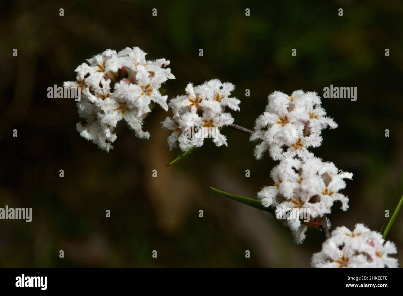 Slender Rice Flower (Pimelea Linifolia) looks like it should be called Woolly Rice Flower (Pimelea Octophylla), the flowers are so fluffy! Stock Photo