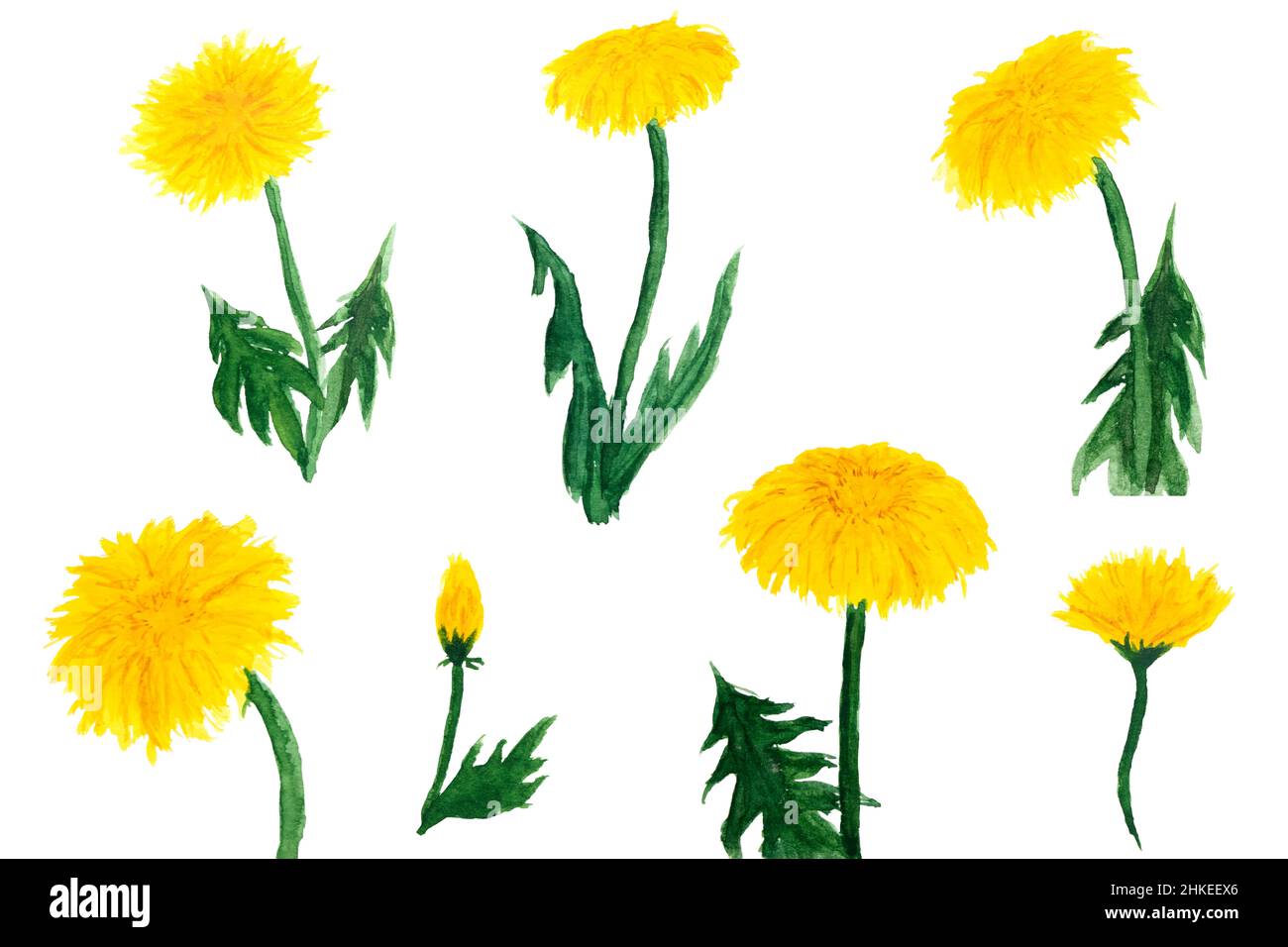 Watercolor drawing of yellow dandelion flowers set isolated on white background. Taraxacum officinale, blowball aquarell painting of dandelion plants. Stock Photo