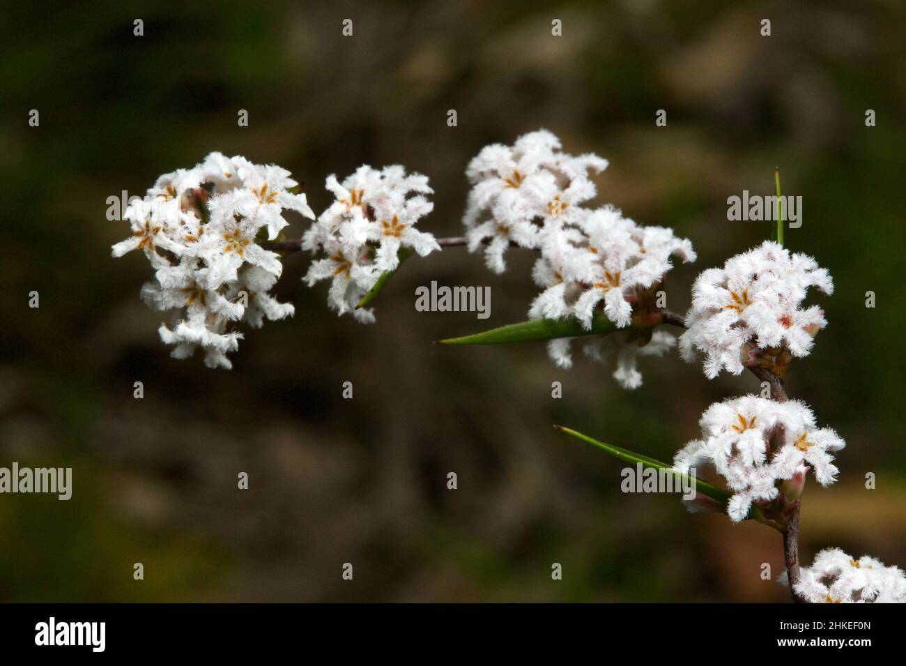 Slender Rice Flower (Pimelea Linifolia) looks like it should be called Woolly Rice Flower (Pimelea Octophylla), the flowers are so fluffy! Stock Photo