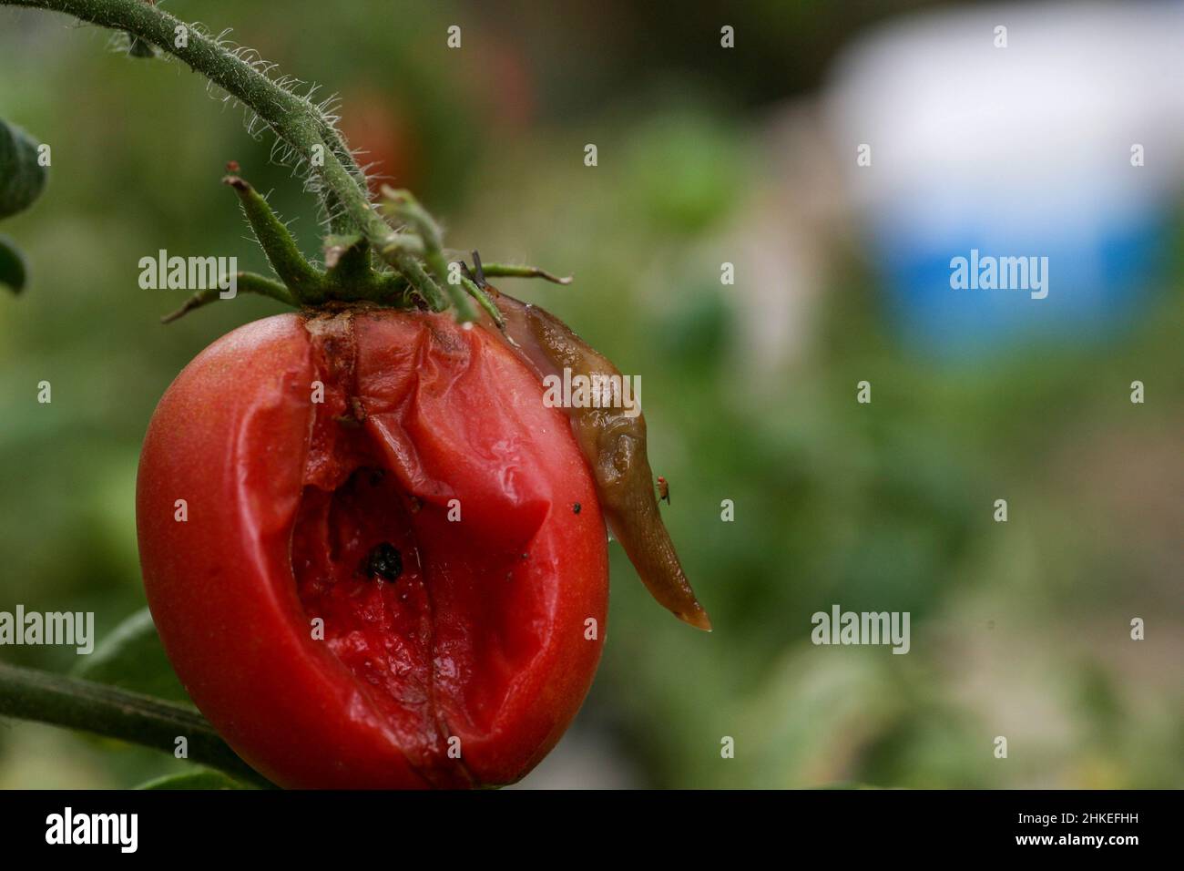 Fungal dangerous diseases of tomatoes, which affects representatives of