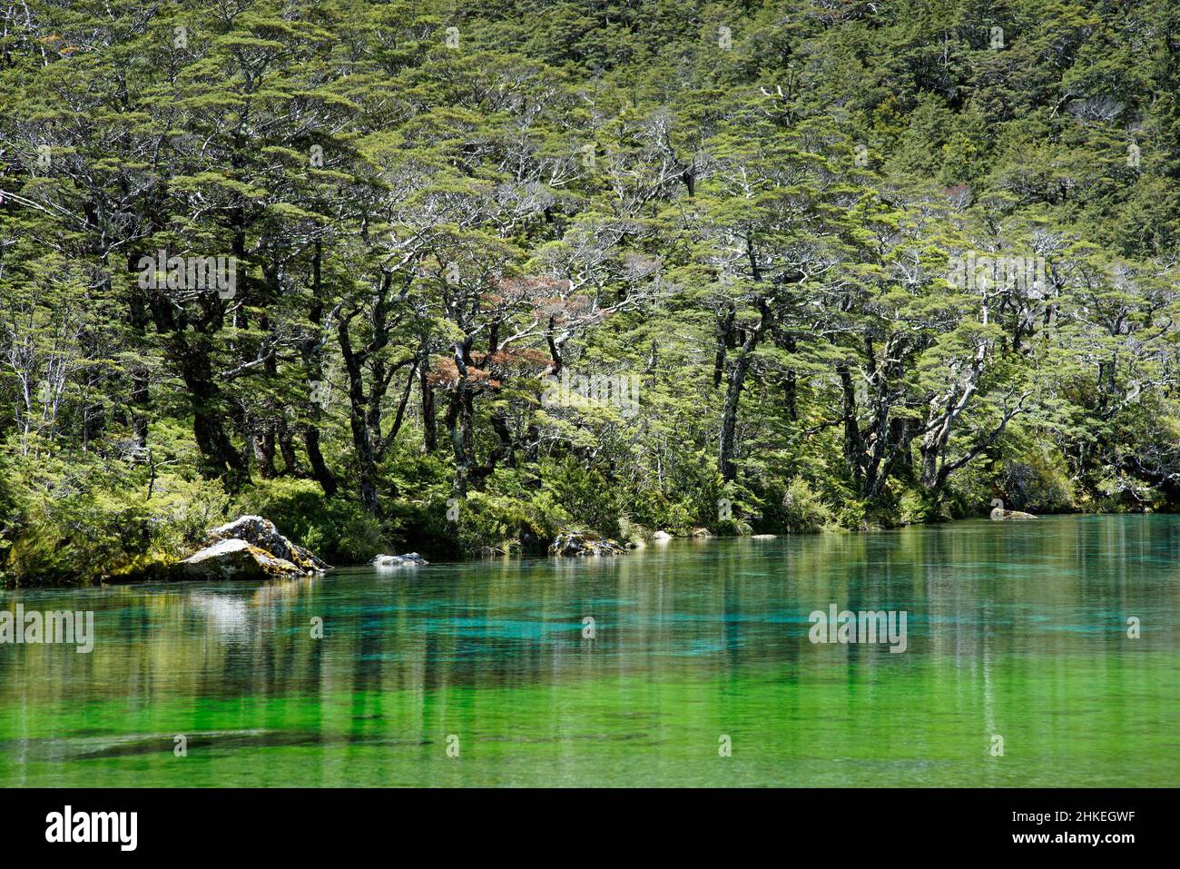 Blue lake, Nelson Lakes National Park, south island, Aotearoa / New Zealand Stock Photo Alamy Blue lake, Nelson Lakes National Park, south island, Aotearoa / New Zealand Stock Photo Alamy