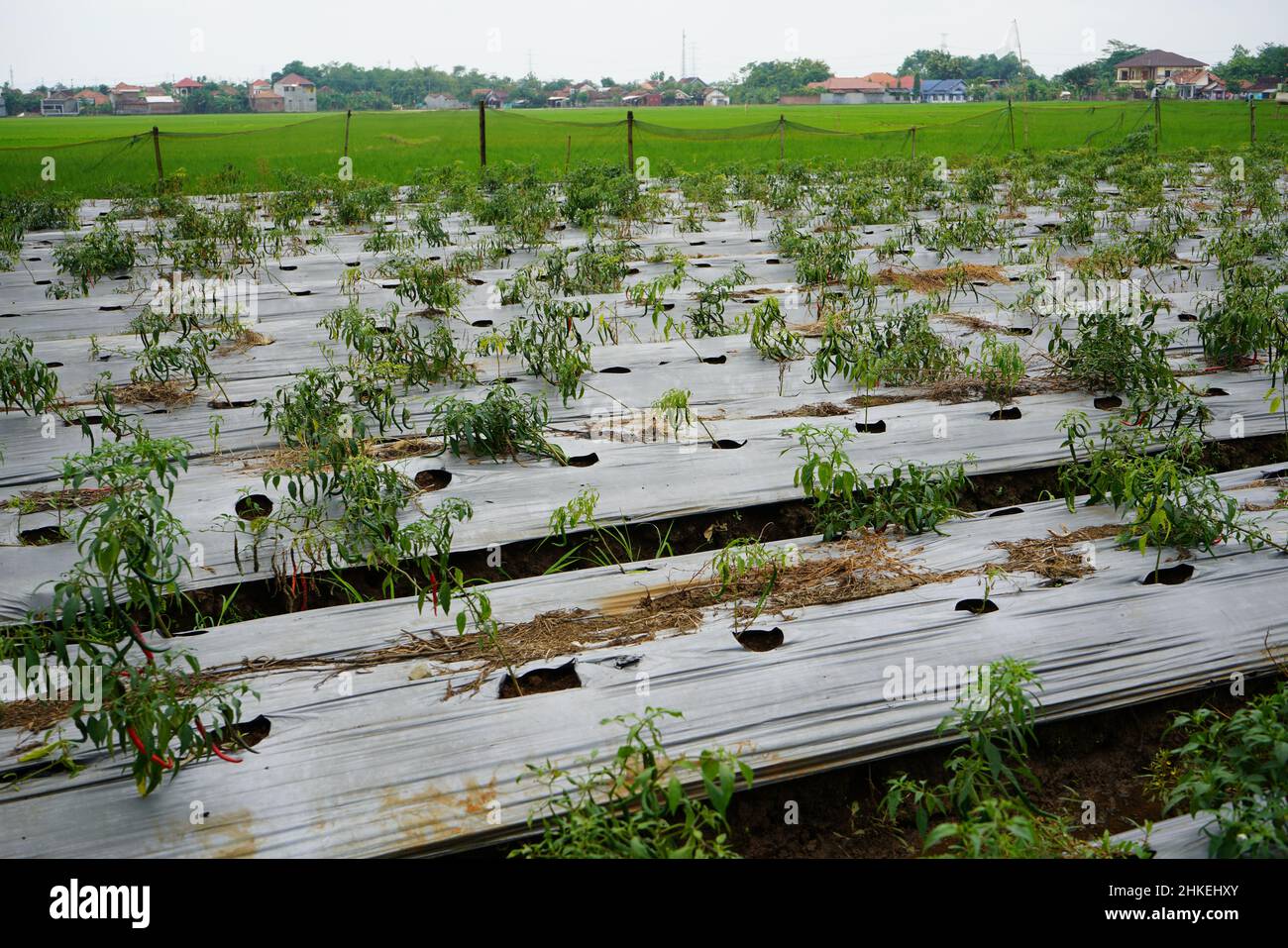 The method of planting red chilies is by using mulch plastic which is stretched to cover the