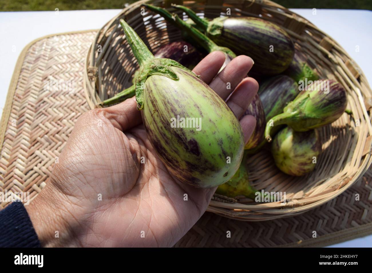 Purple and green striped dua coloured Brinjals in basket. Aubergine or Eggplant vegetable from South Asian India Gujarat. Brinjal vegetable in female Stock Photo