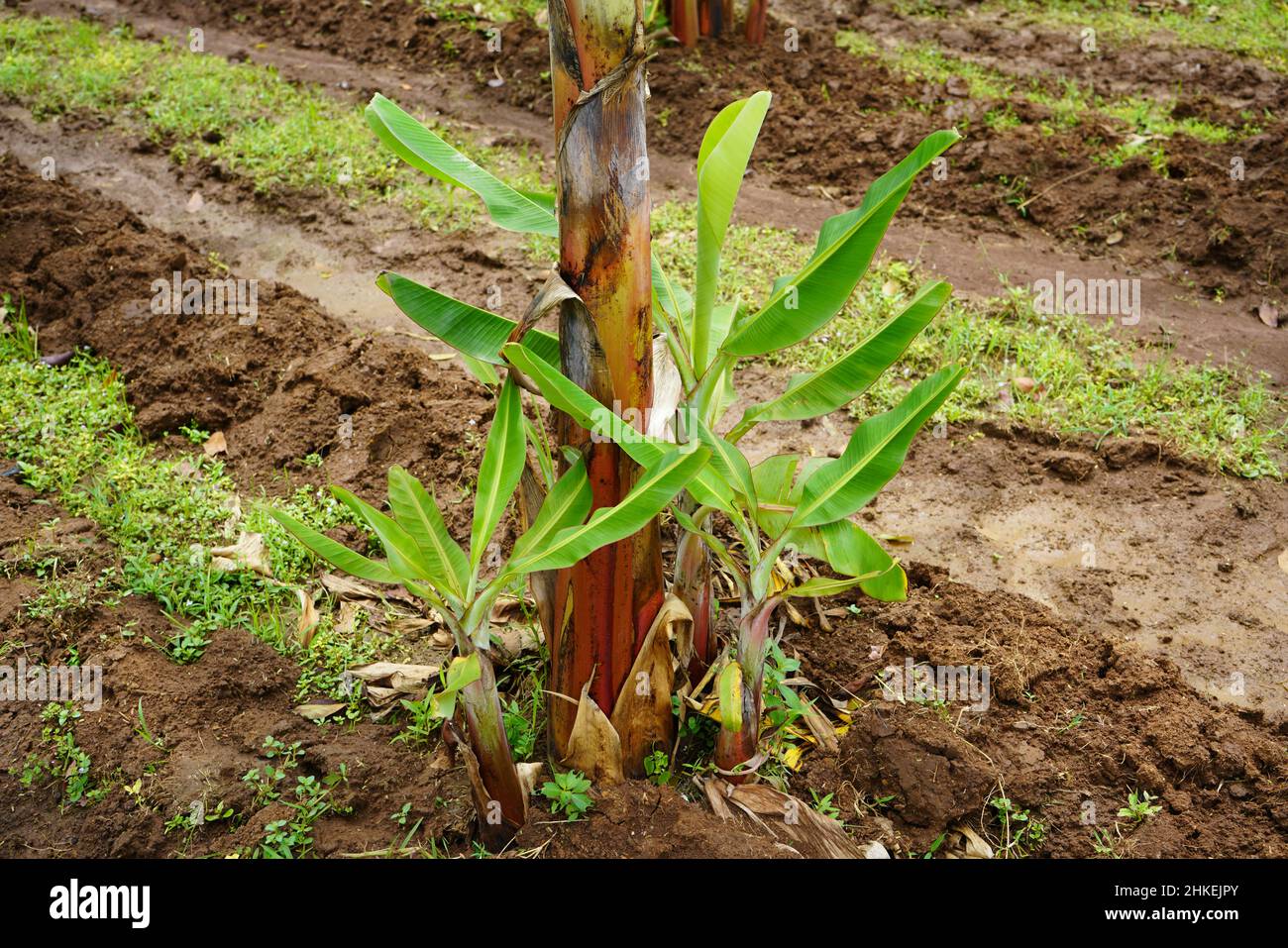 Growing banana plant and banana shoots in a garden Stock Photo Alamy