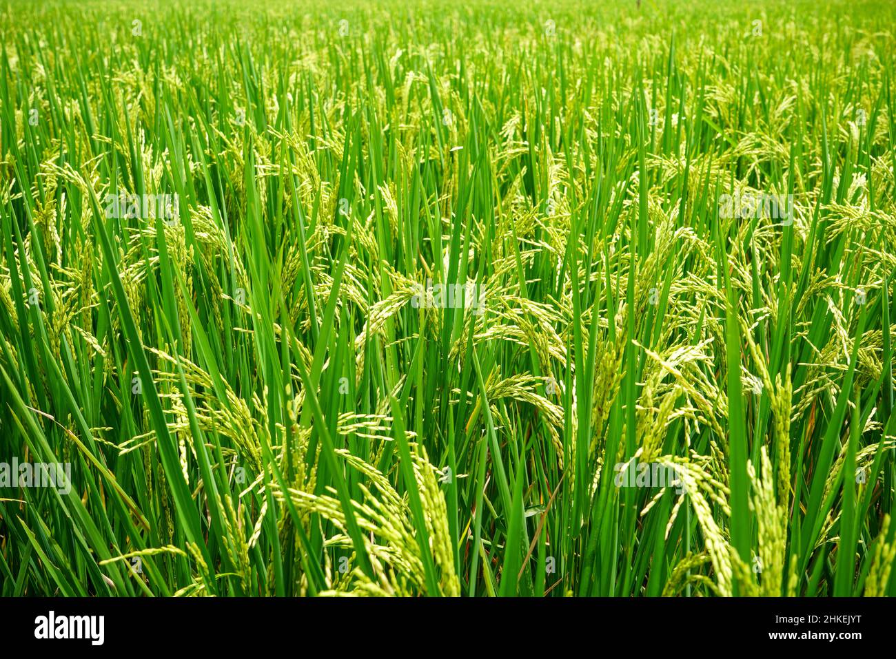 Rice field. Closeup of yellow paddy rice field with green leaf and Sunlight.  Rice field on rice paddy green color lush growing is a agriculture. Stock Photo