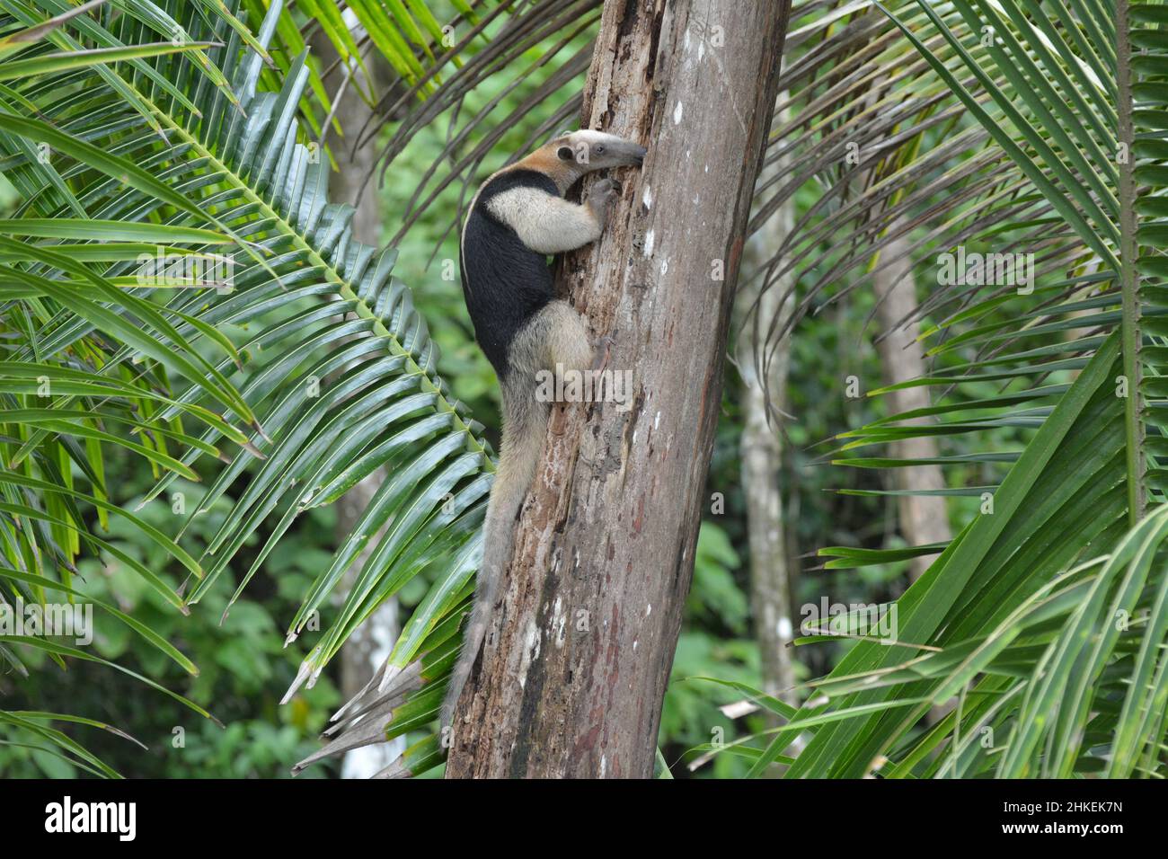An anteater in Corcovado National Park Costa Rica Stock Photo