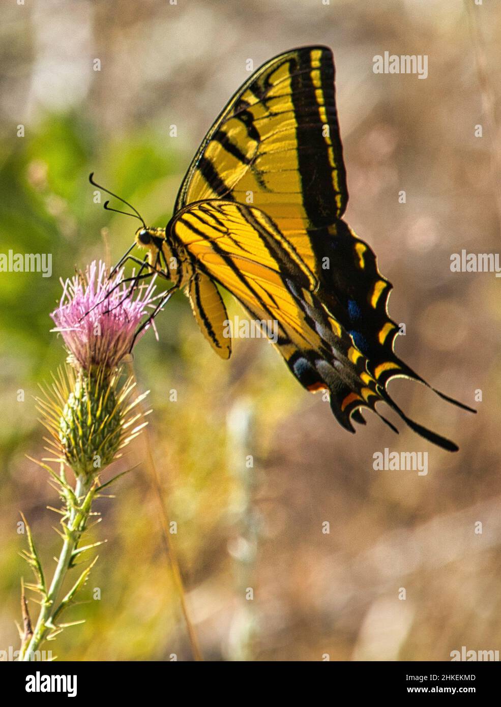 Vertical shot of a yellow butterfly sitting on a Cirsium vulgare flower Stock Photo