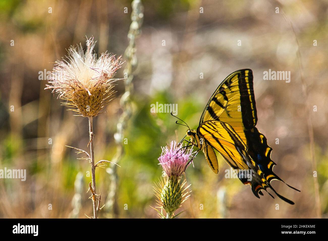 Closeup shot of a yellow butterfly sitting on a Cirsium vulgare flower Stock Photo