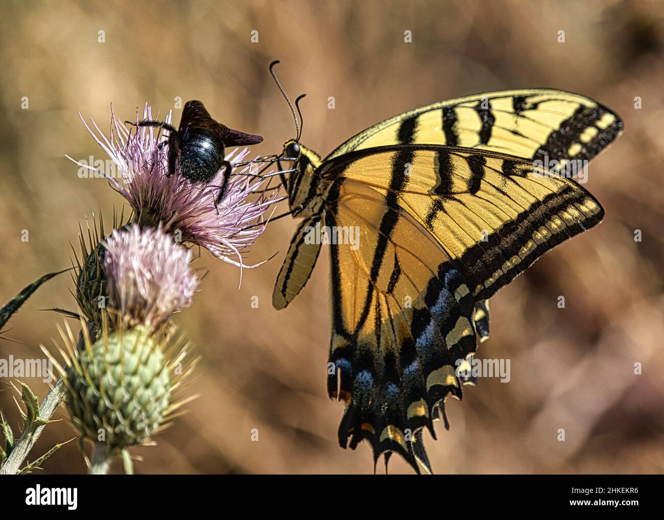 Closeup shot of butterfly and bee sitting on a Cirsium vulgare flower Stock Photo
