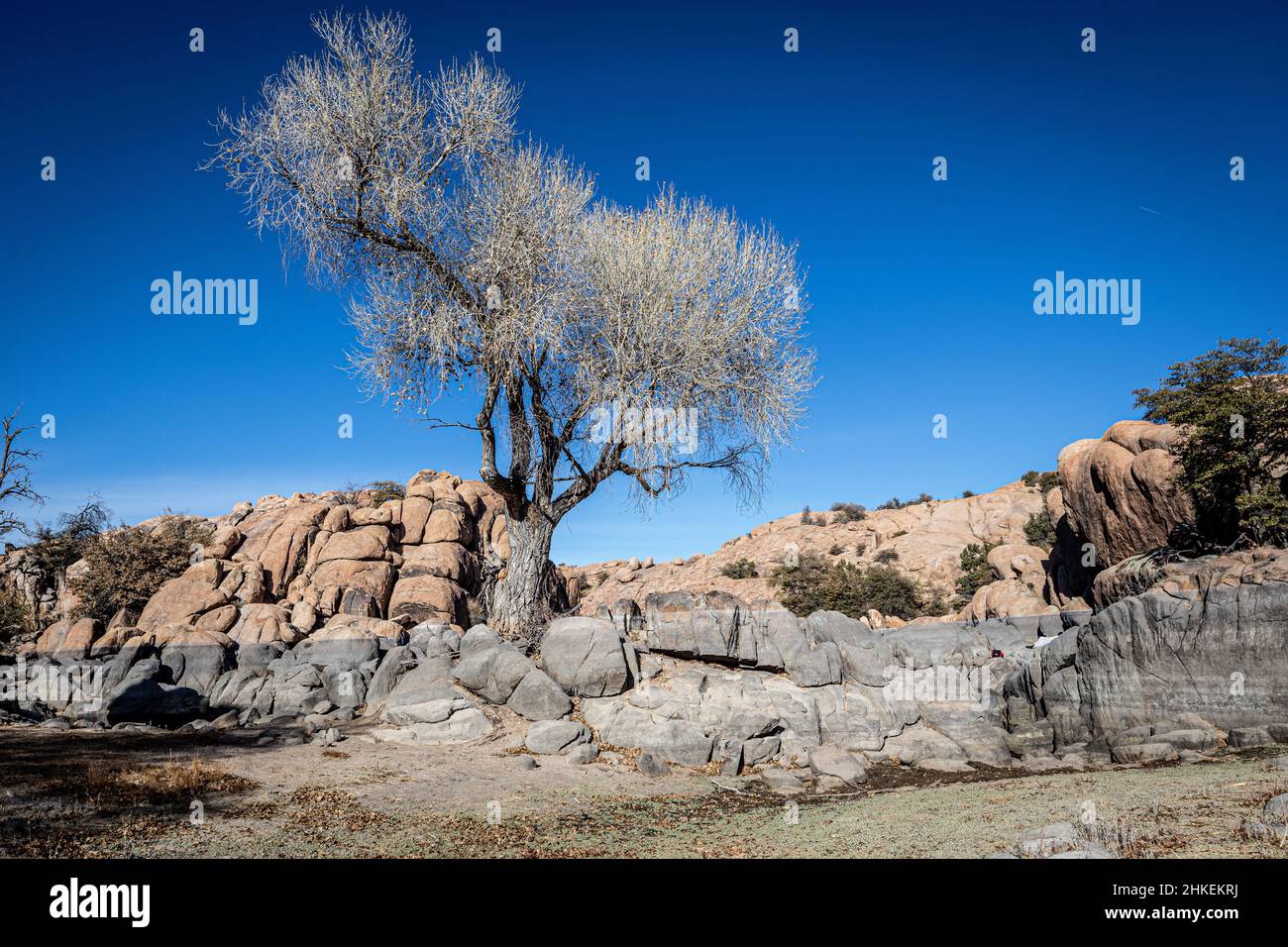 Landscape view of a lone tree near the Willow Lake Stock Photo Alamy