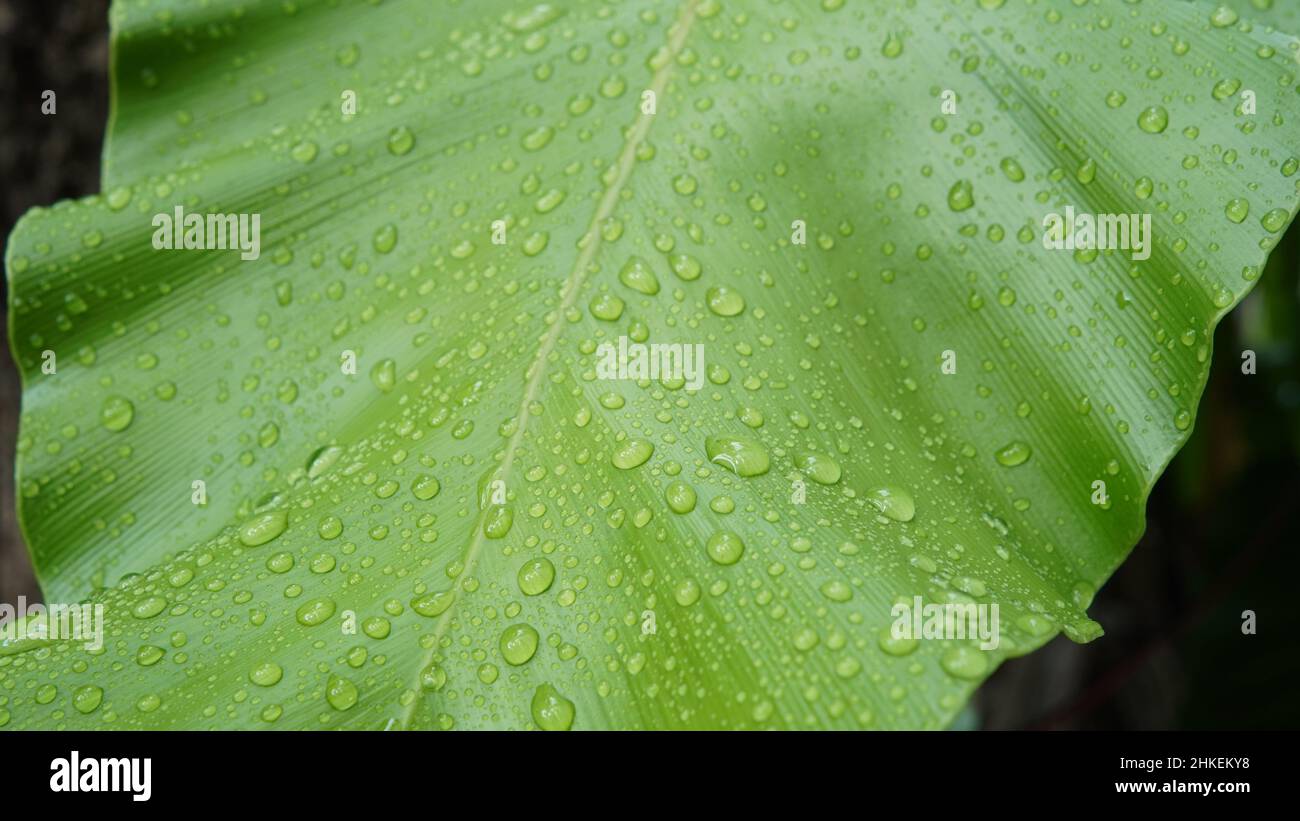 Close up of fresh Bird’s nest fern leaf with water drops, the tropical plant Stock Photo