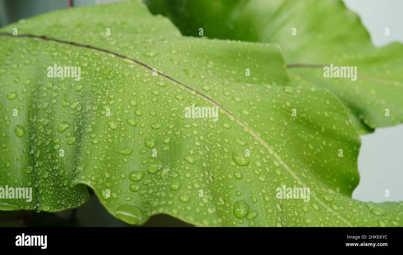 Close up of fresh Bird’s nest fern leaf with water drops, the tropical