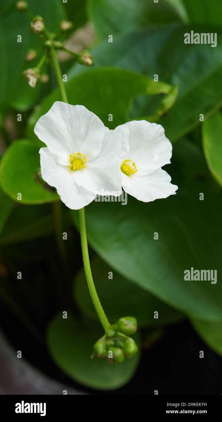 Beautiful white Creeping Burhead flowers or Texas mud baby flowers, aquatic plant Stock Photo
