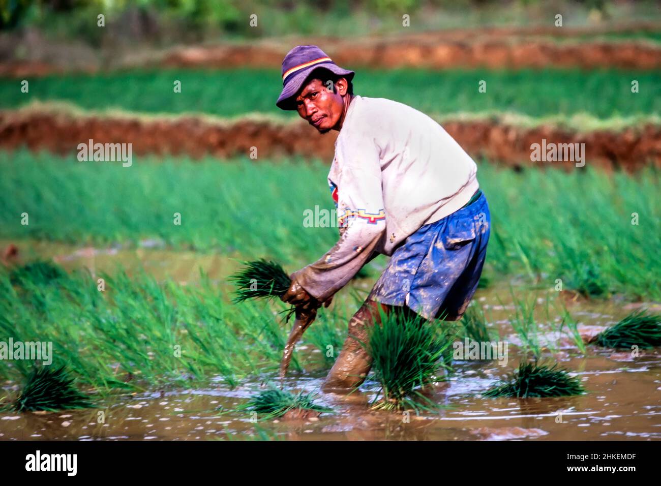 Farmer working in rice fields, Surigao, southern Philippines Stock Photo